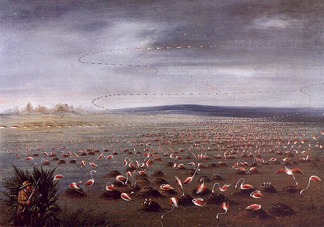 George Catlin Ambush for Flamingoes